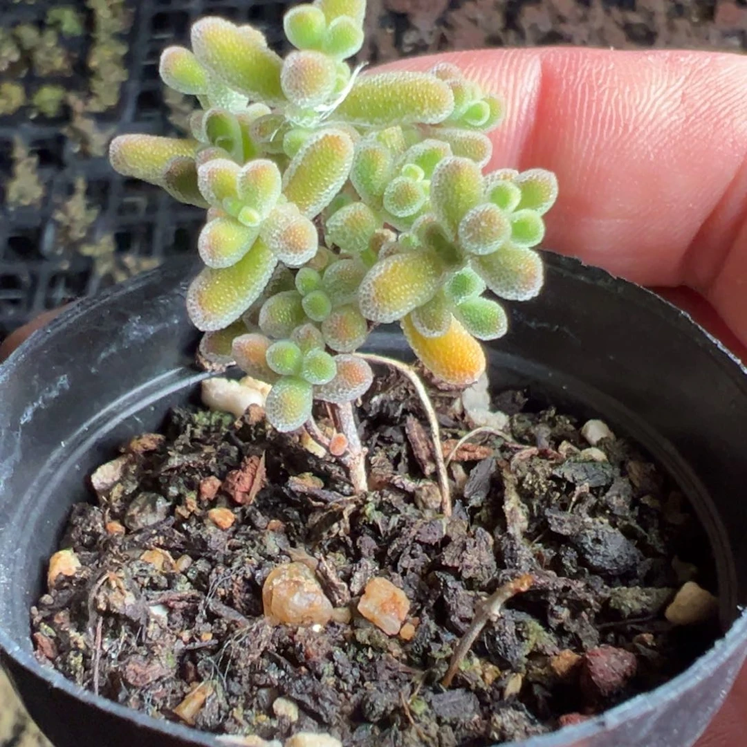 实生小心心55杯露养老桩