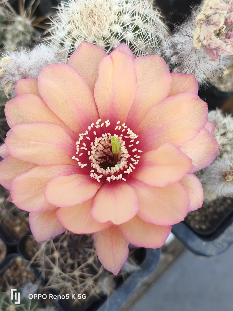 仙人球 实生 链接满38包邮