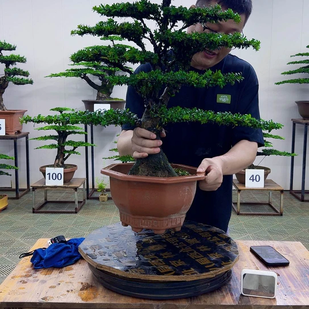 无花朵红芽罗汉松造型盆景