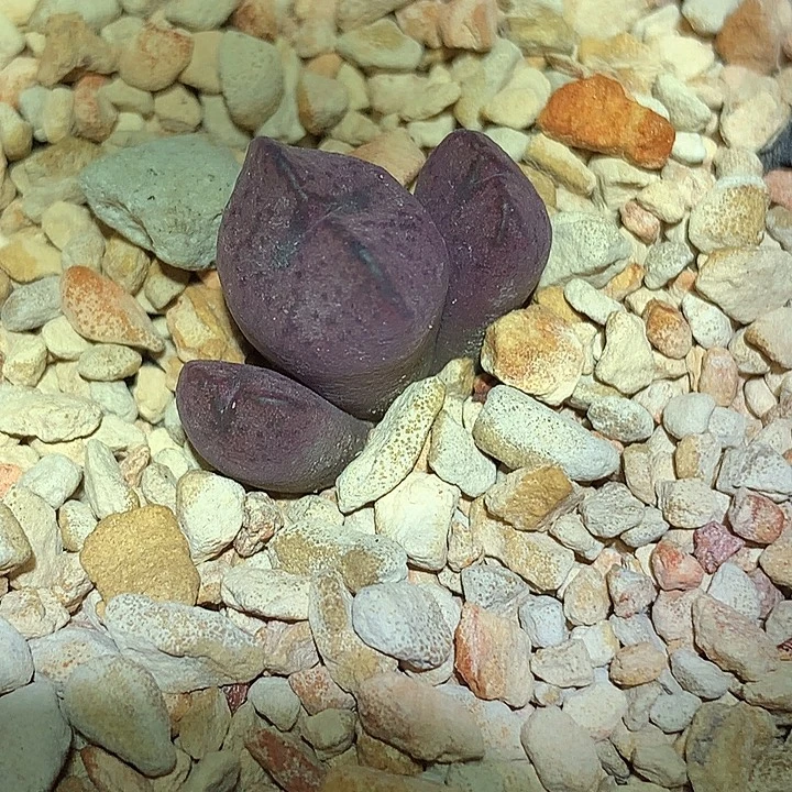 精品多肉植物精品杂交精品