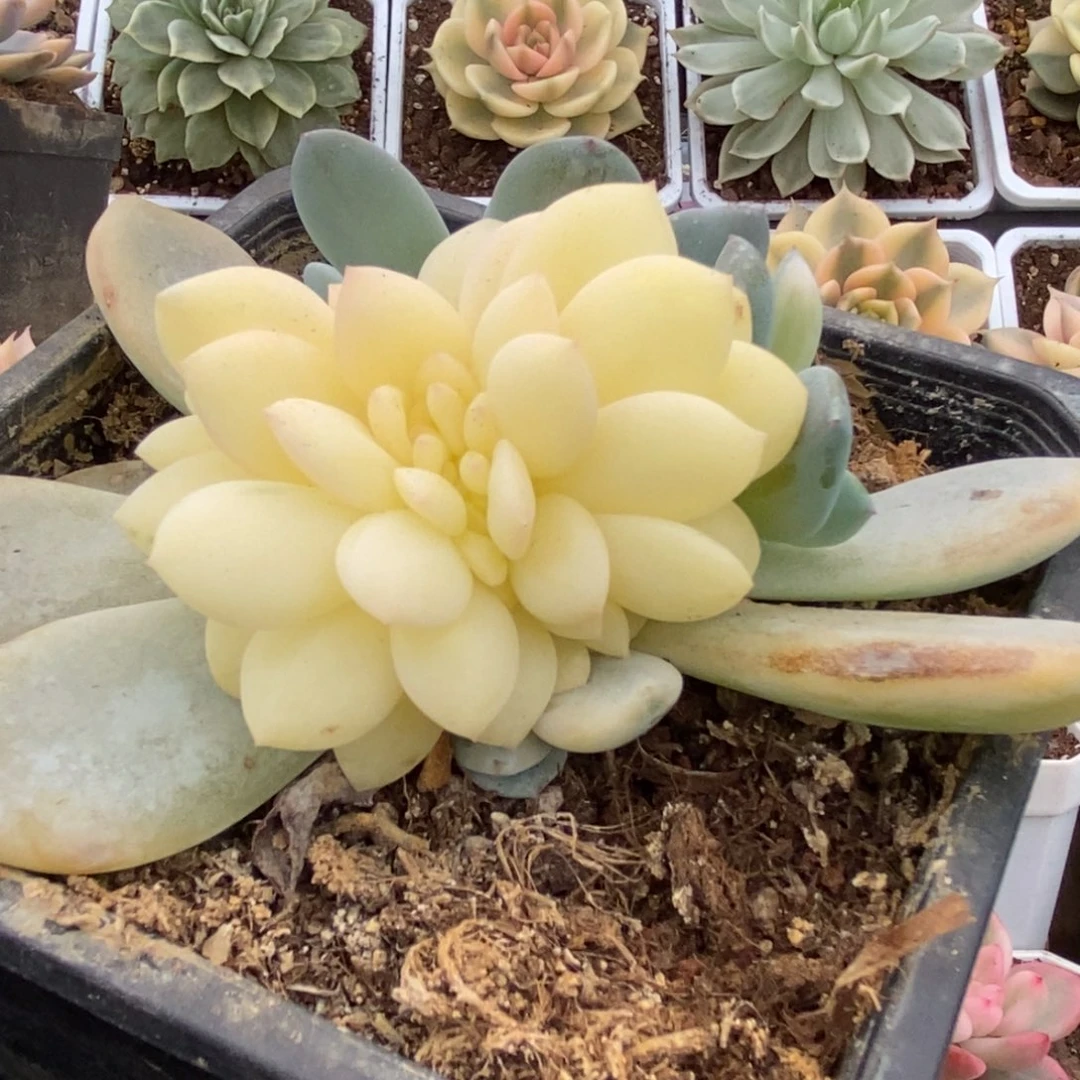 324橙子锦锦锦锦锦锦锦锦