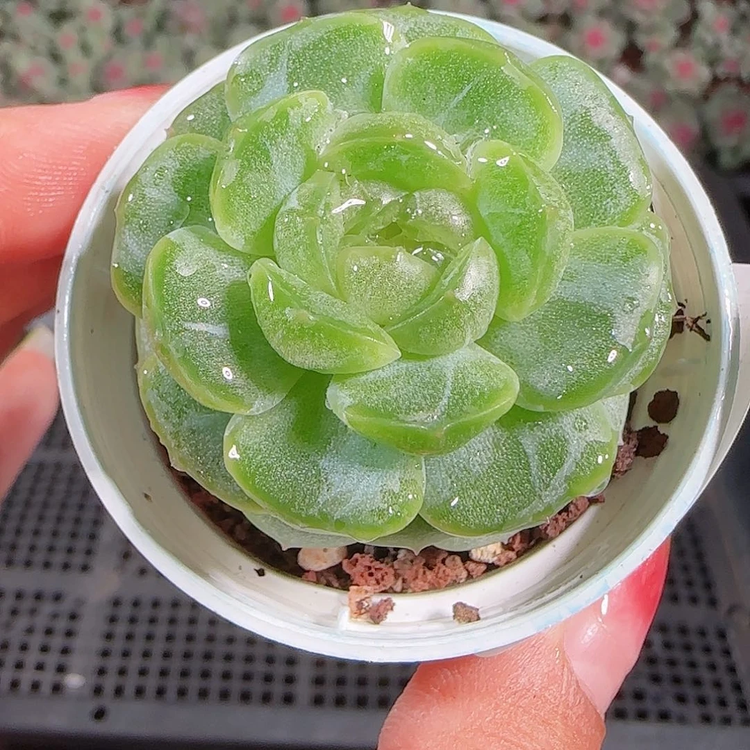 0923---202糖心珍妮