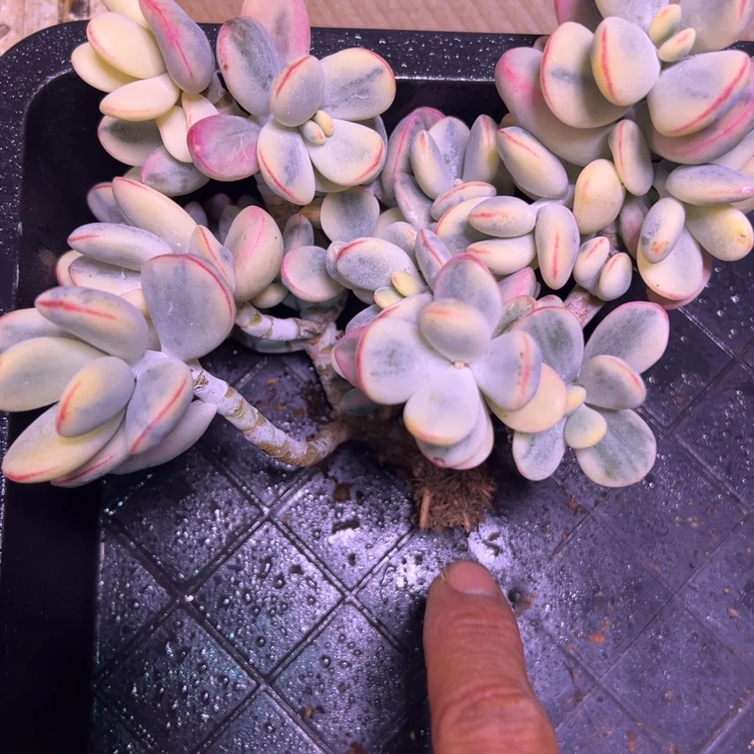 丶***、乒乓福娘锦多肉植物19.8