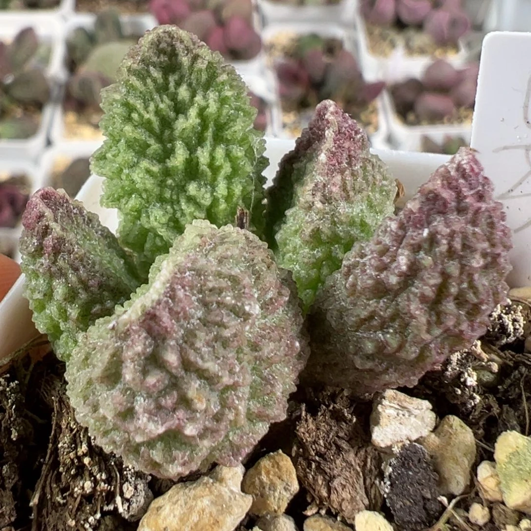 w绿色颗粒款实生新品