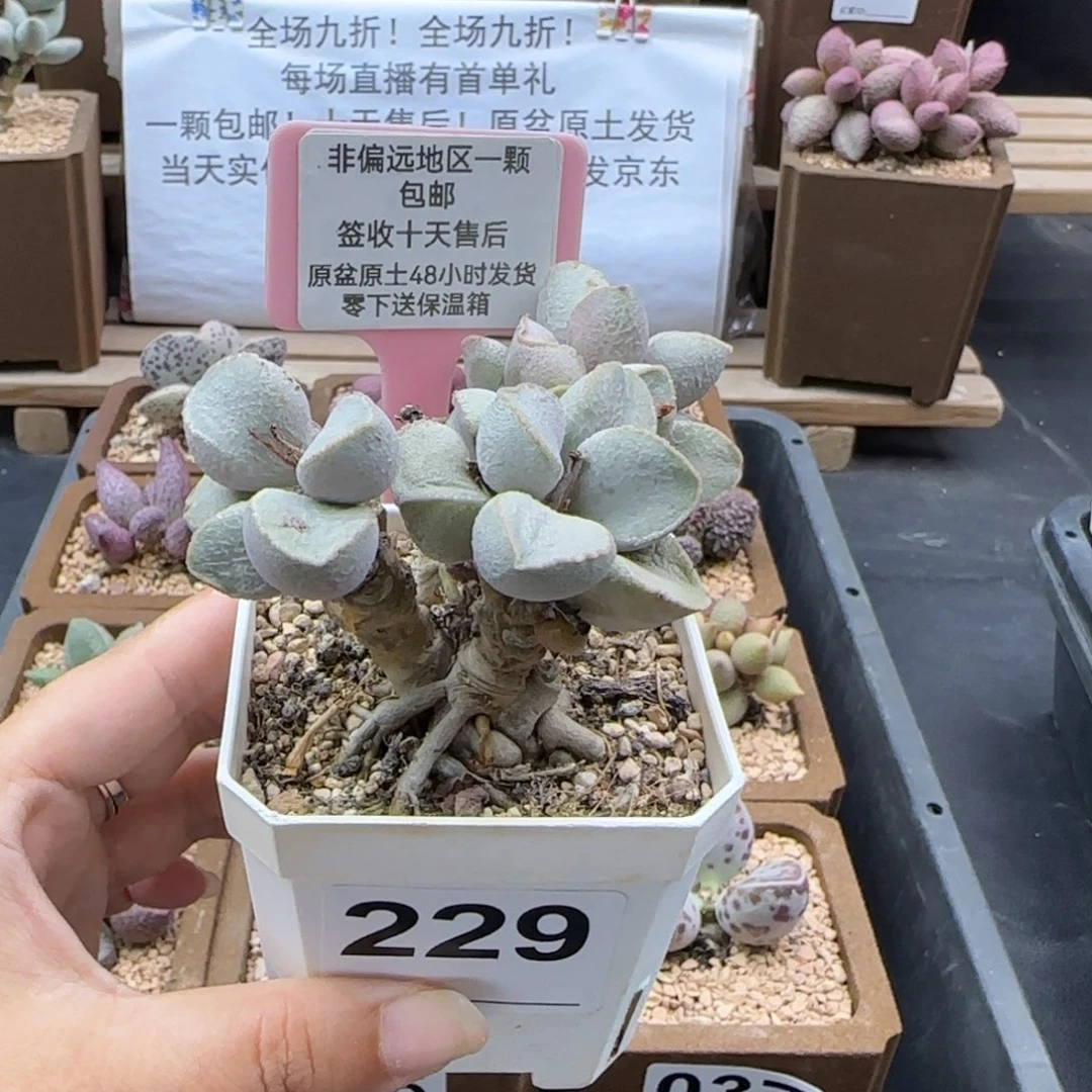 229粉雪蛋多肉植物微瑕