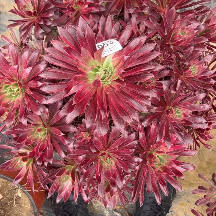 2.2-53孔雀锦多肉植物