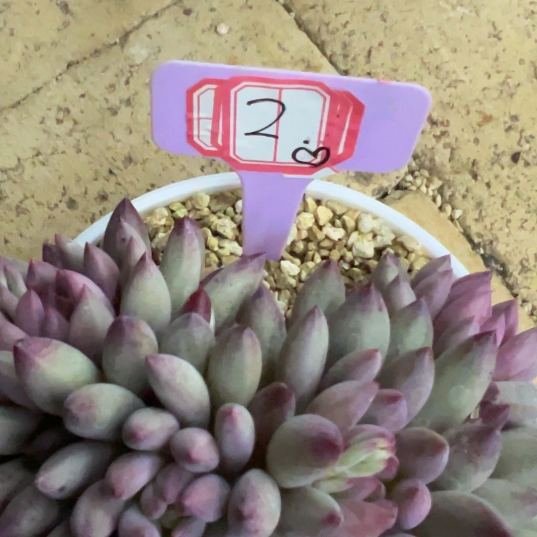 我是花卉专用车司机2号