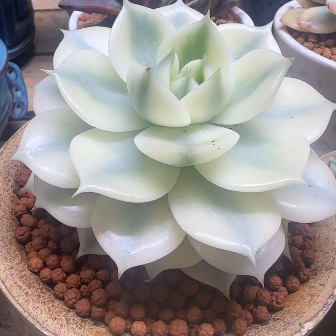 贝加尔湖锦 多肉植物