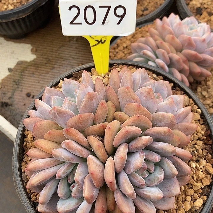 2079。    爱丽儿。