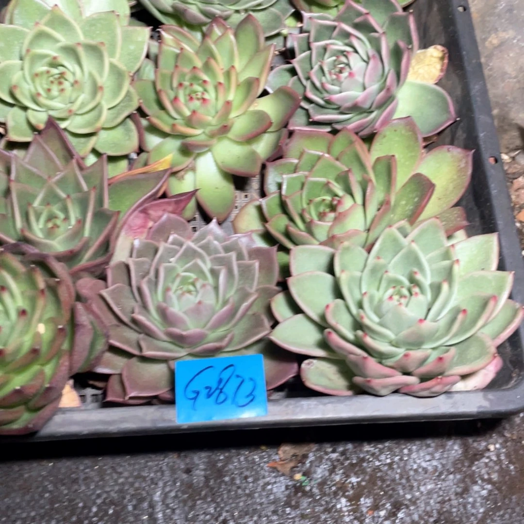 双***鱼一筐特价福利不售后多肉2873