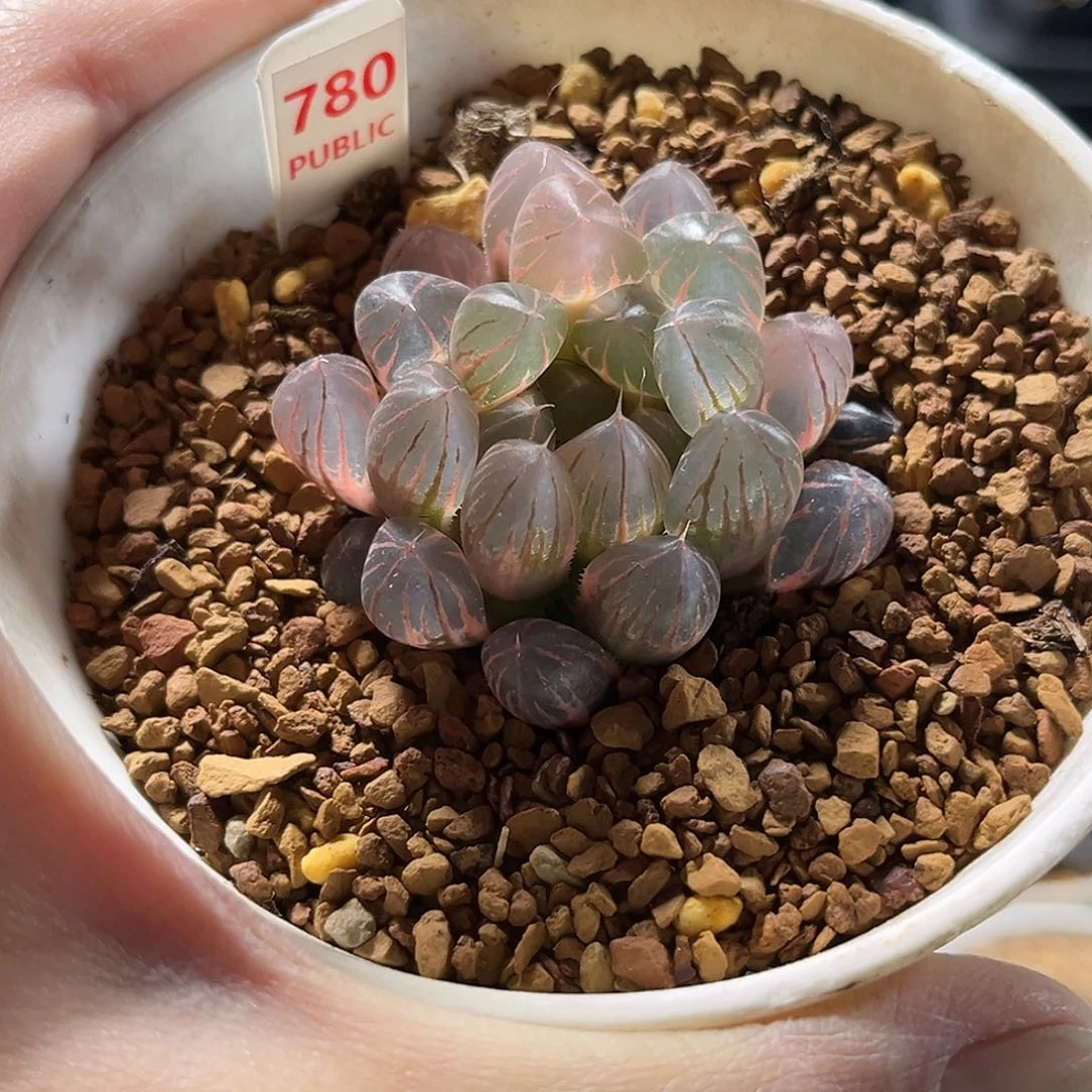 780糊斑霓虹灯玉露锦福利福利