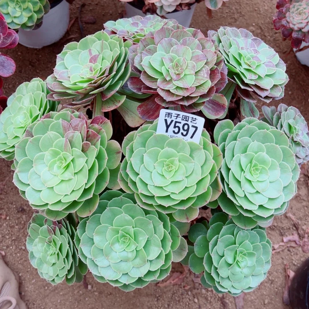 597花夜叶尺寸3 0左右