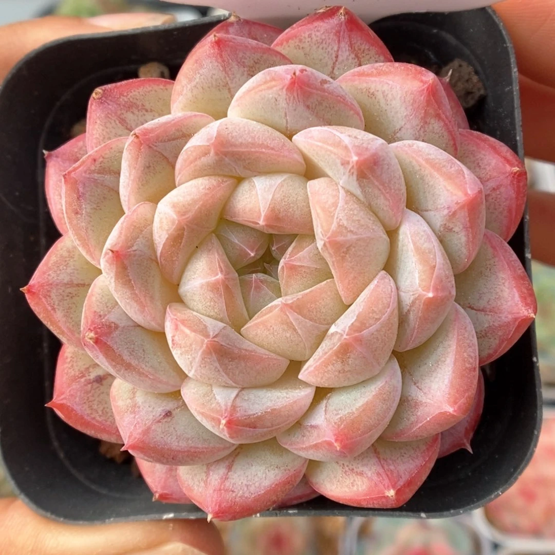 美心优选可拍751号。