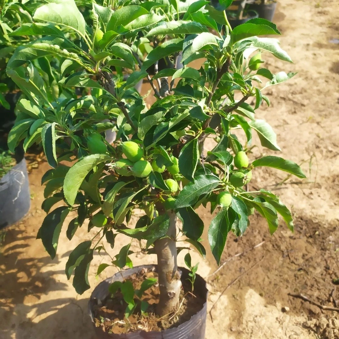 带土盆栽矮化老桩鸡心果沙果苹果树苗当年结果耐寒南北方种植