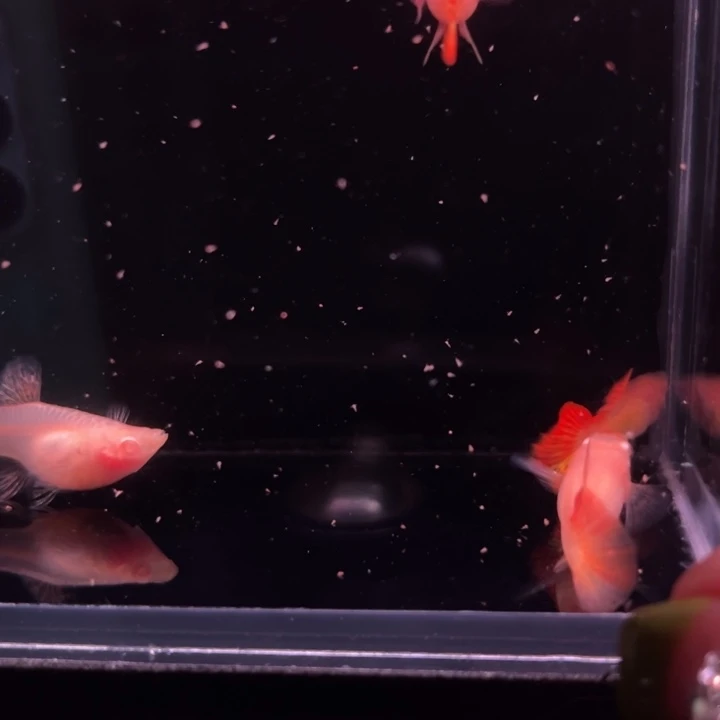 孔雀鱼红龙白皙玻璃猫2对