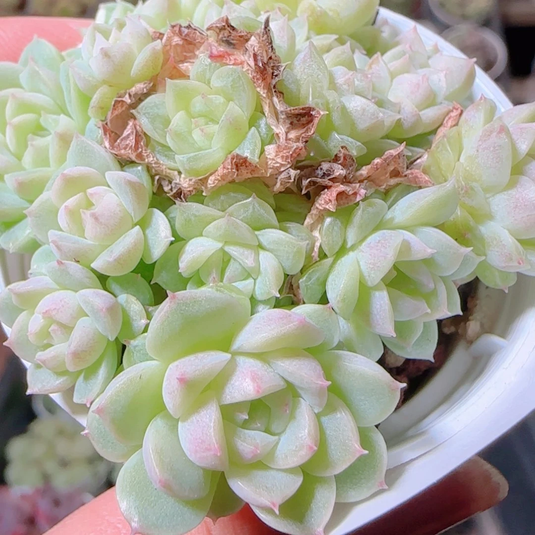 花语逸镜1102-296