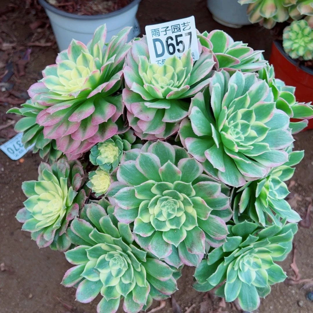 657海王雨子多肉植物