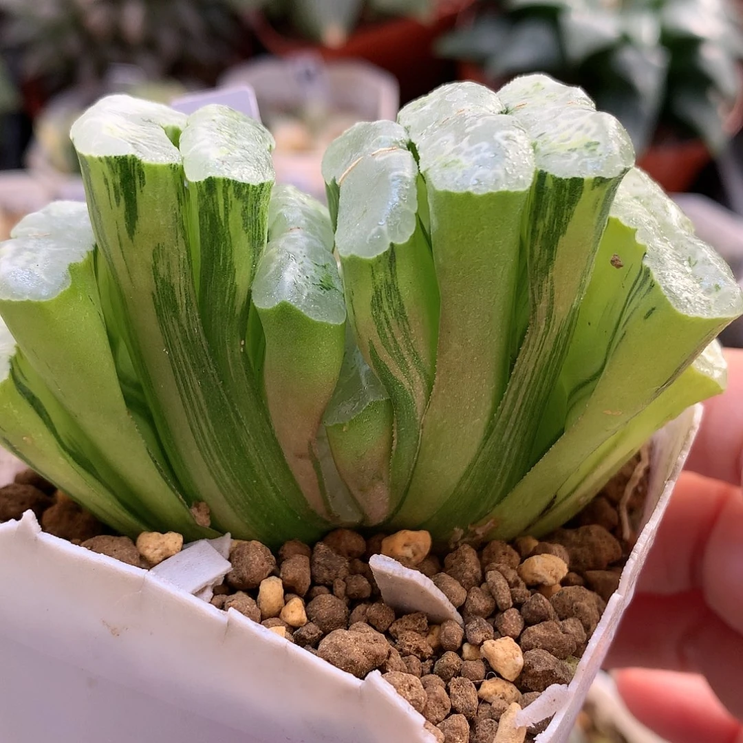 长乐玉扇锦带盆土发货loo