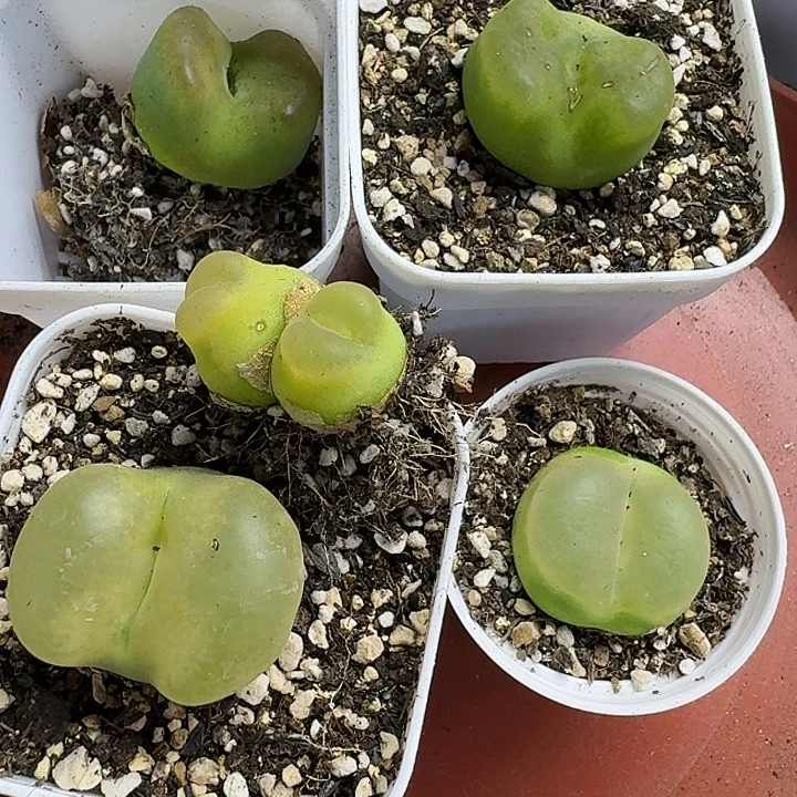 没***！老马生石花毛1730
