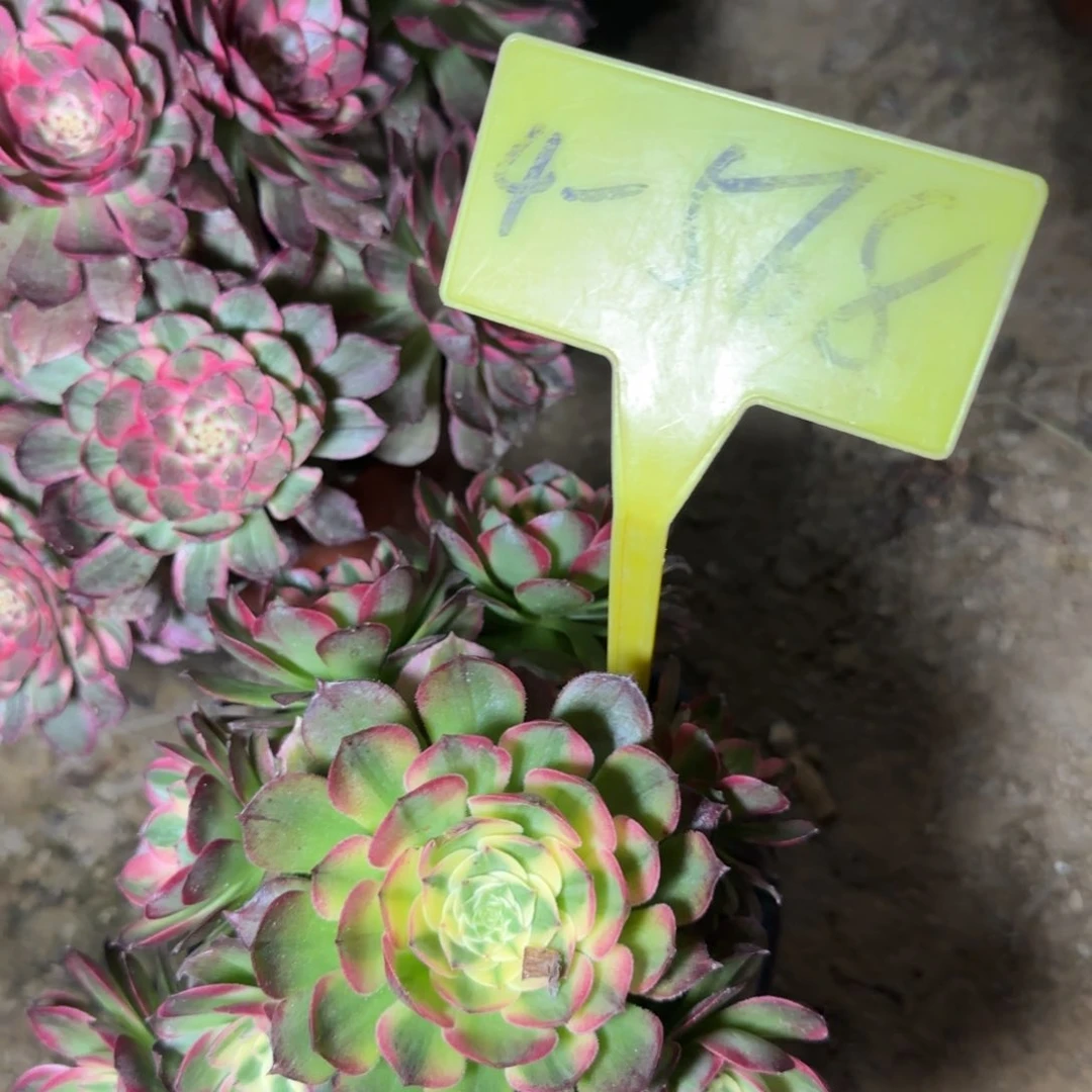 4-18---多头多肉植物