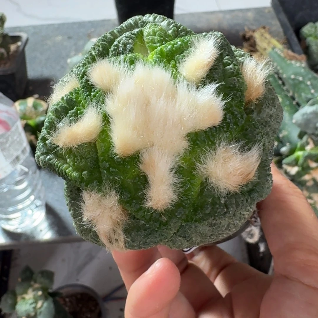【闪购商品】无花朵钱*满大尤哥斯拉407