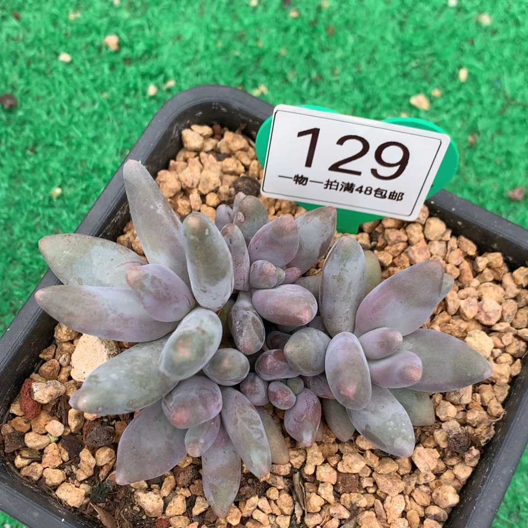 企鹅无砍一物一拍129