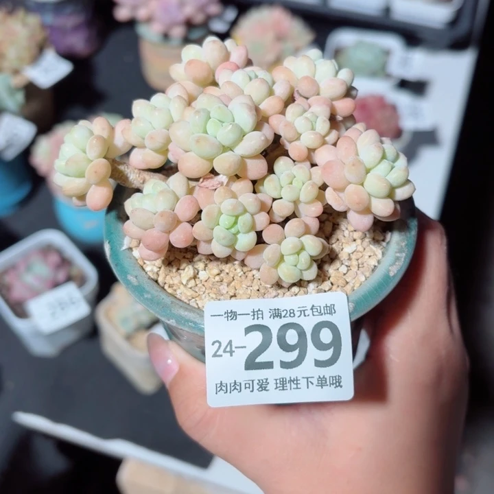 洛可可多肉植物多肉多肉无