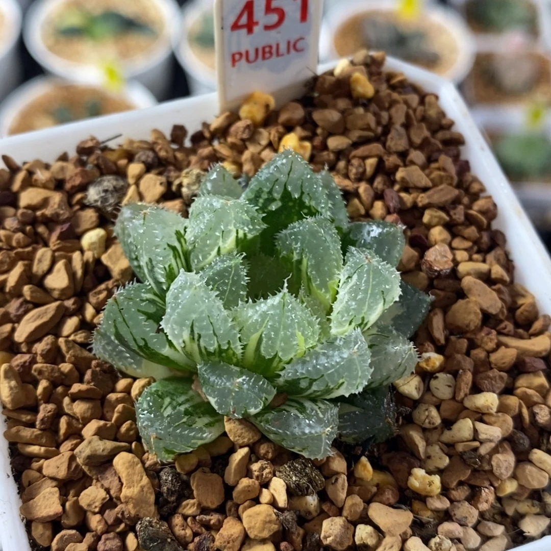 451玄冰十二卷多肉植物