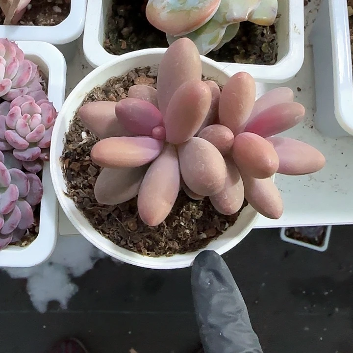 青蛙王子儿童牙膏111