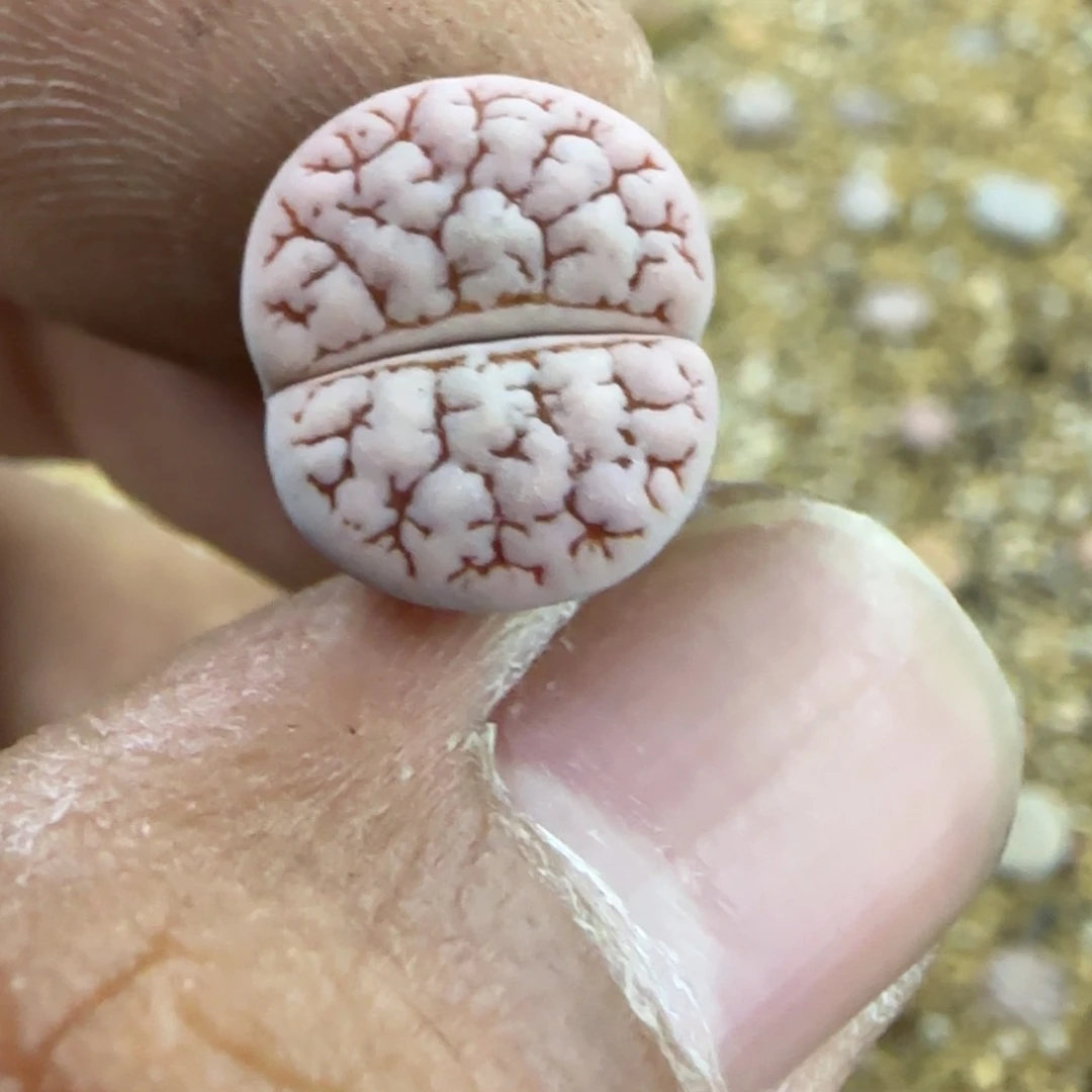 060 生石花大棚直播