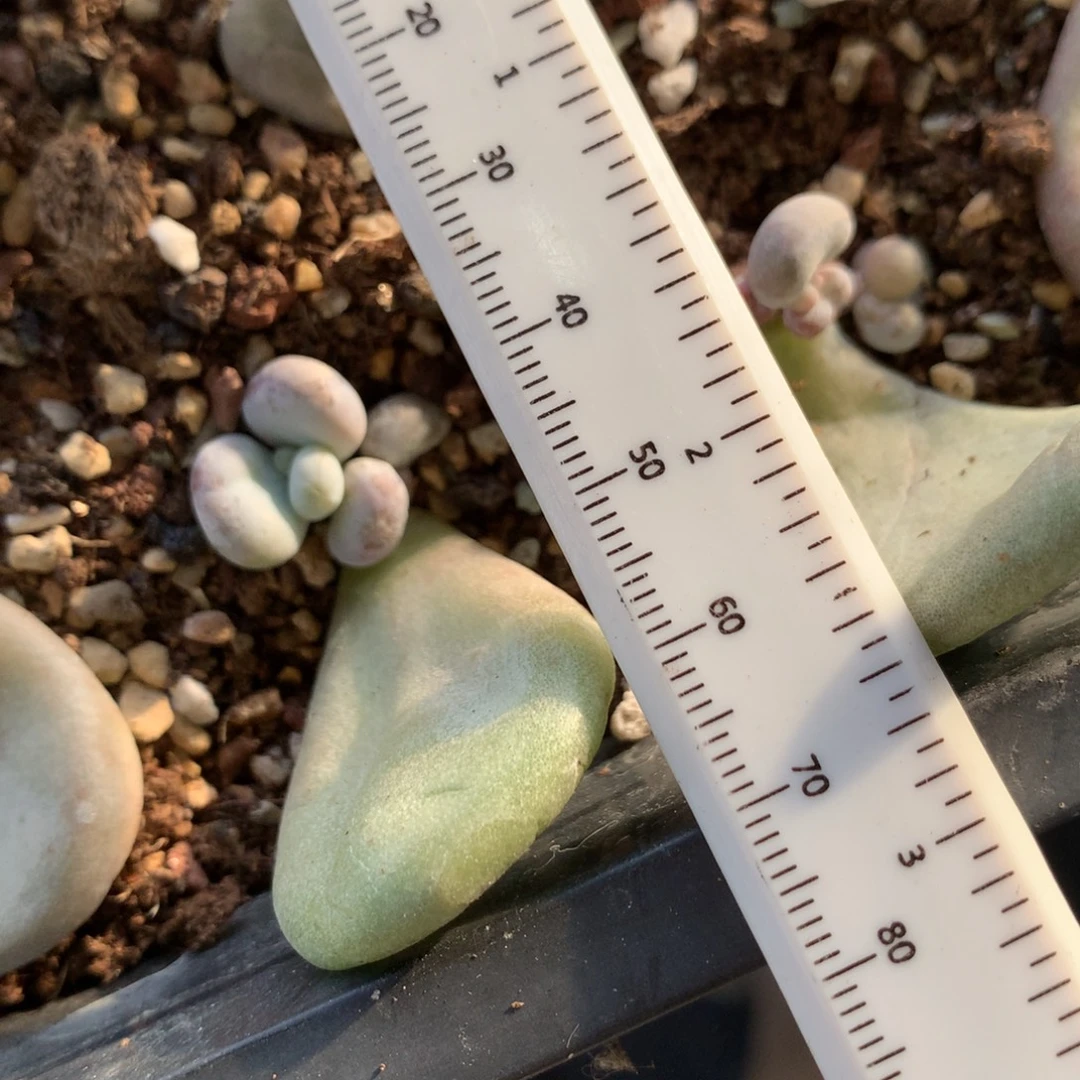 油煎奶酪多肉油煎