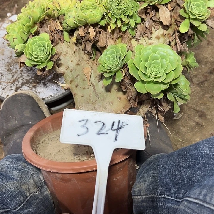 多肉植物绿羊绒缀花324