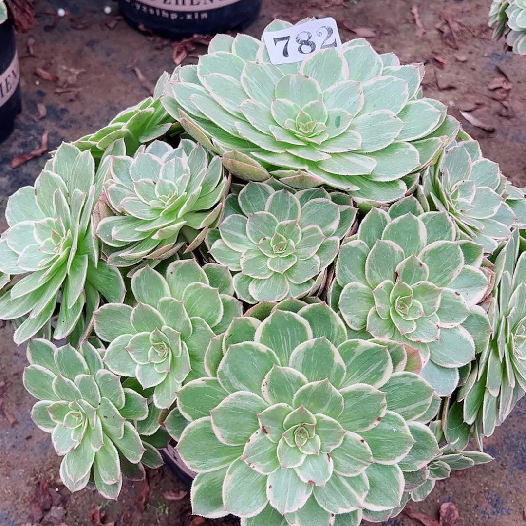 无花朵宇**神多肉植物火龙果拉丝寄养782