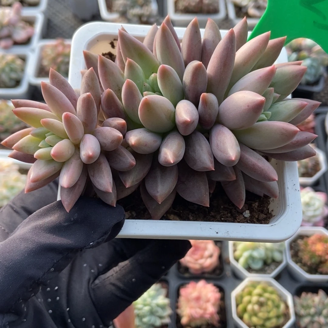 1025车厘子多肉植物