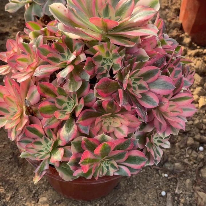 无花朵460多肉植物女巫