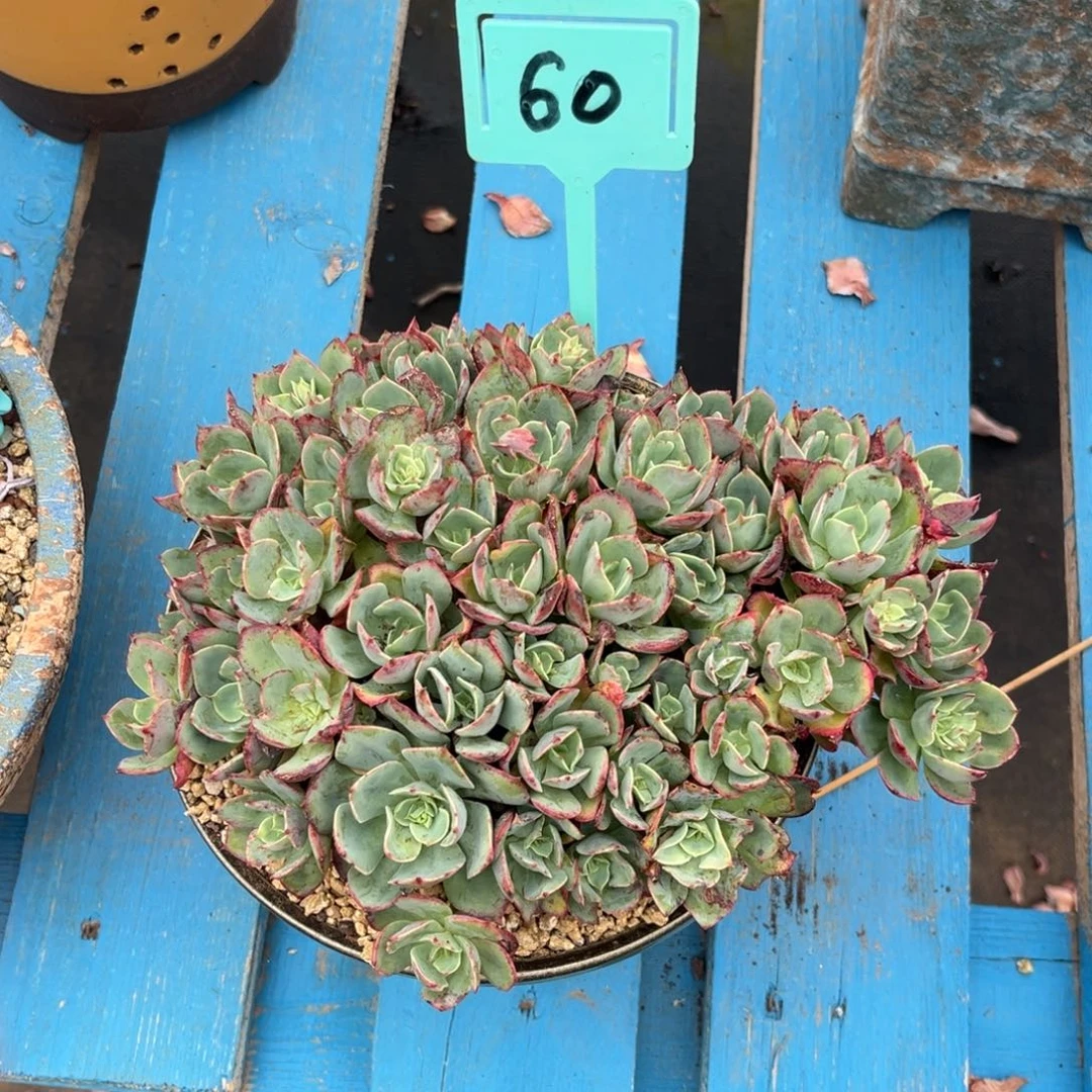 小雨多肉克里斯丁玫瑰8号