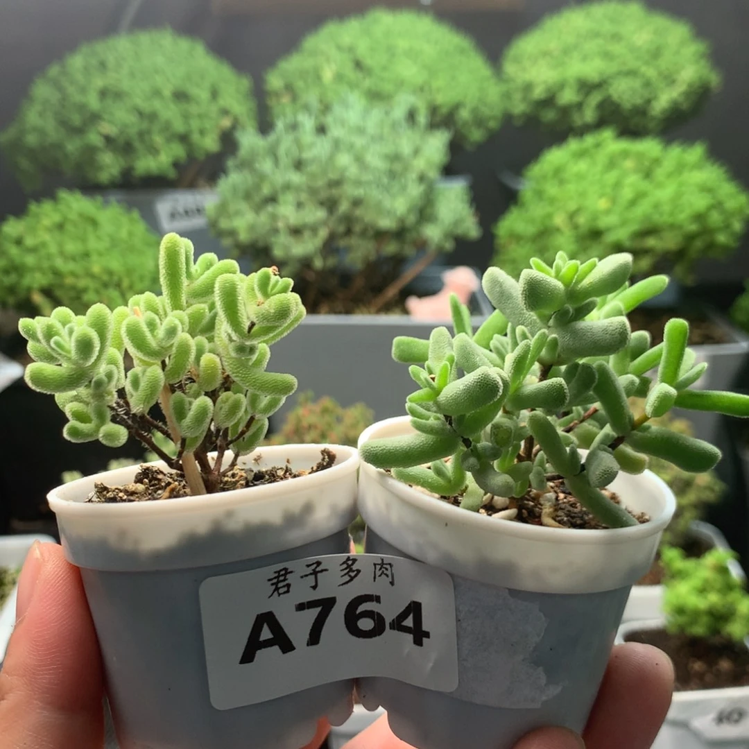 白***虎764小星星虾钳。