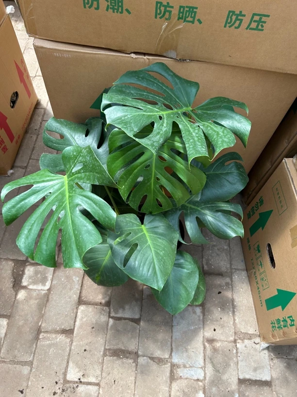 两加仑龟背竹盆栽