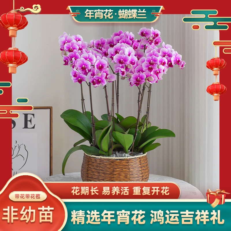 精品蝴蝶兰【紫蝶】室内开花种植花卉室内 盆栽 送礼婚礼蝴蝶兰绿植