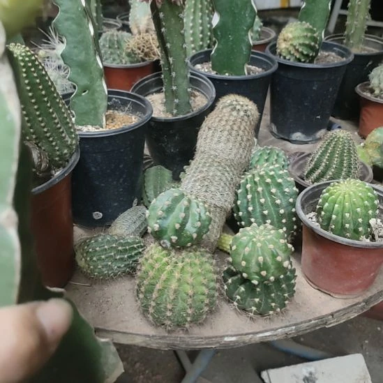 树***藤仙人球红花袖普侧芽