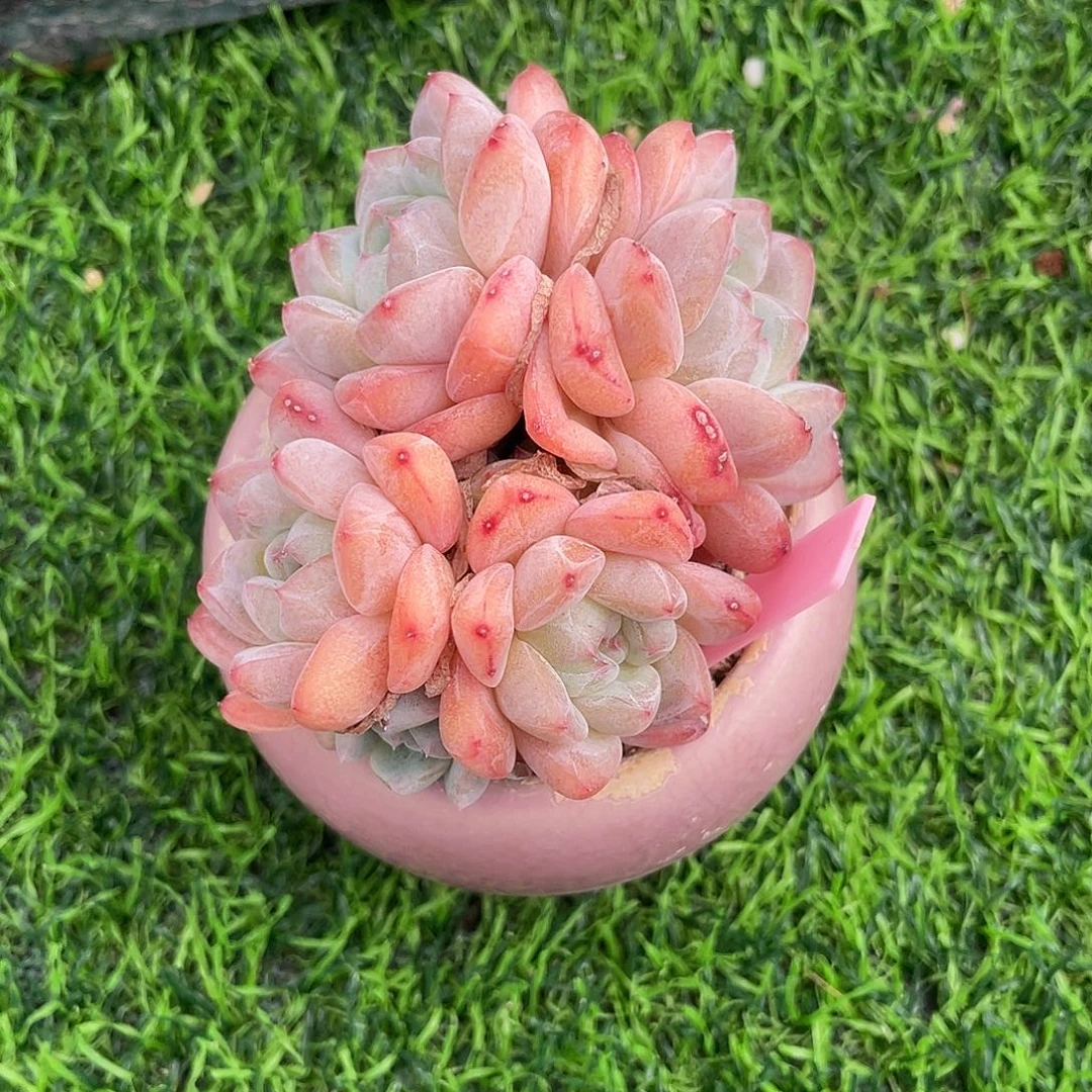 不知名珍妮群生多肉植物一物一拍