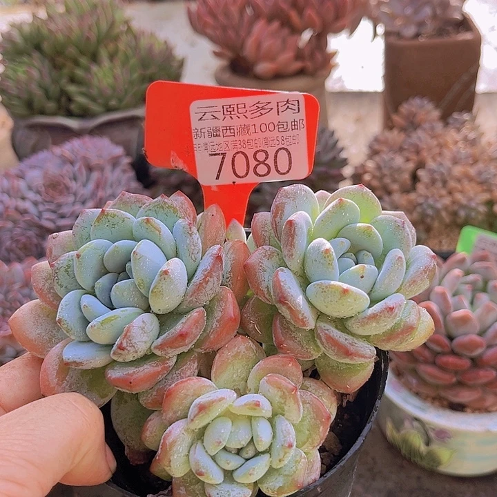 7080冷香。
