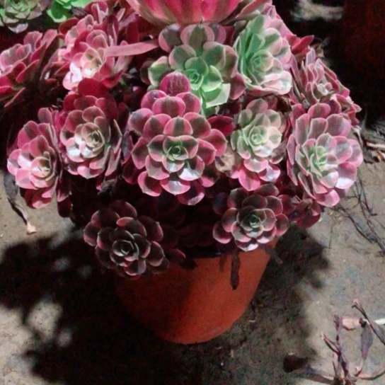 半***过无花朵40号凤冠法师多肉植物