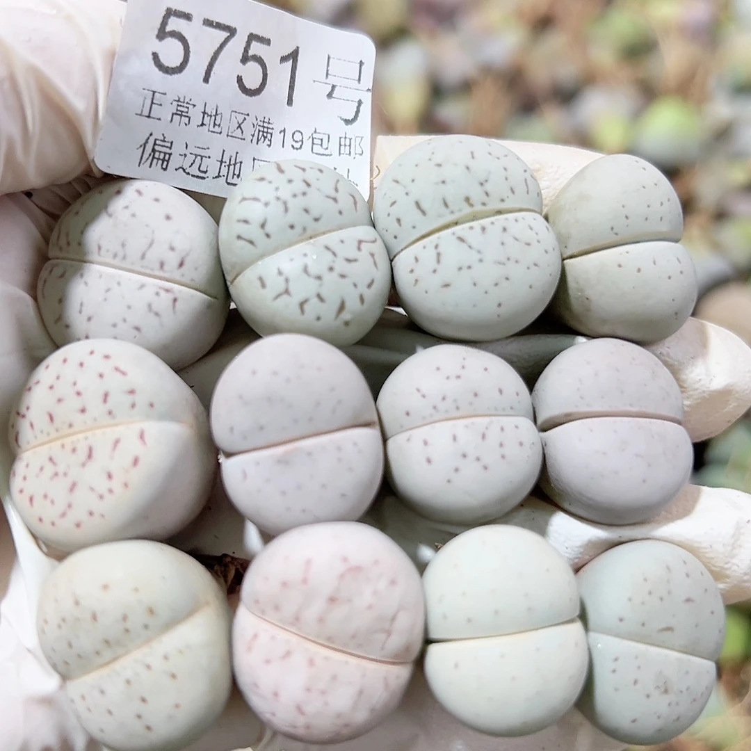5751四年大白12个1.5-2cm