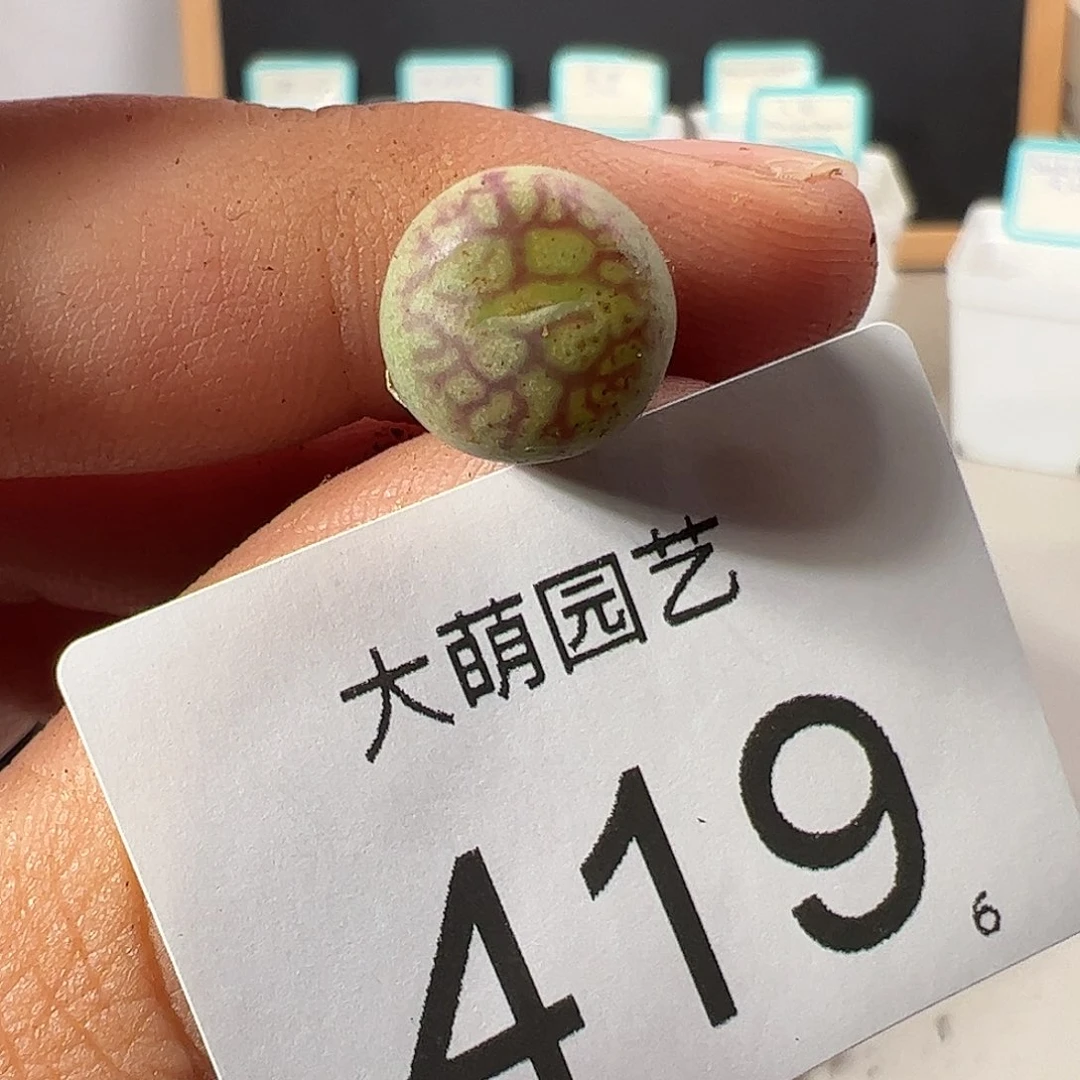 0000419 一物一拍……