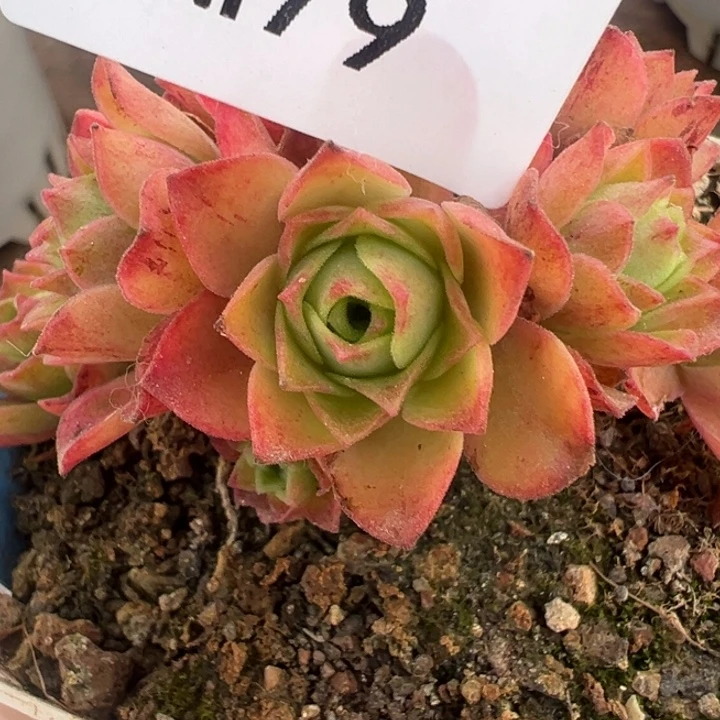 苗苗山地玫瑰一个芽79