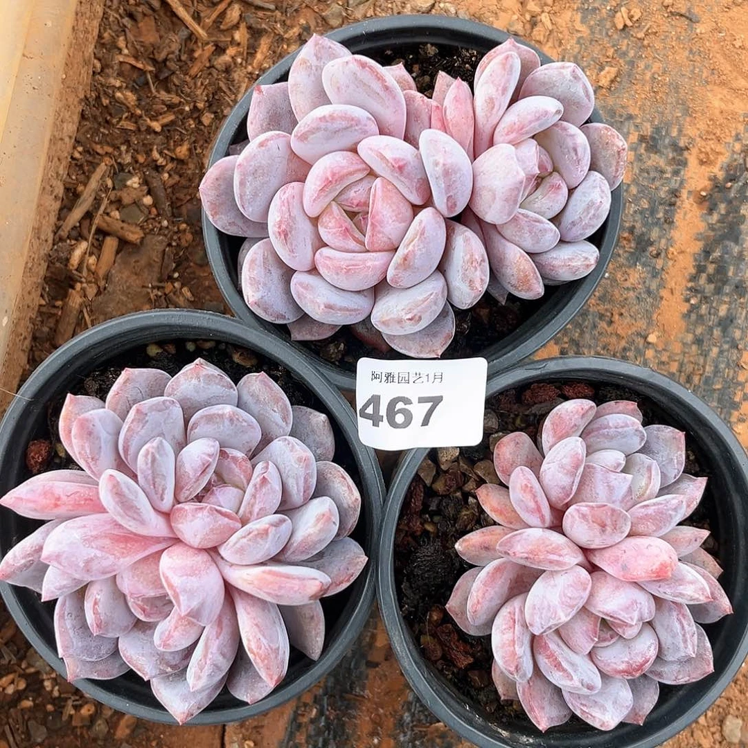 阿雅园艺。         脱土发货467