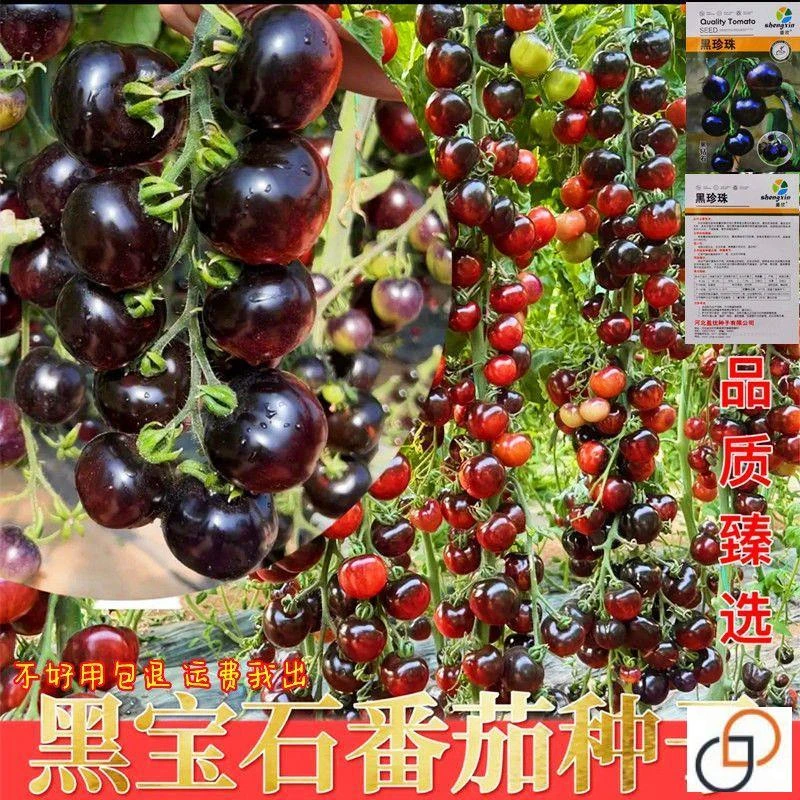四季黑番茄种子黑西红柿种籽黑珍珠小番茄籽阳台盆栽蔬菜水果种孑