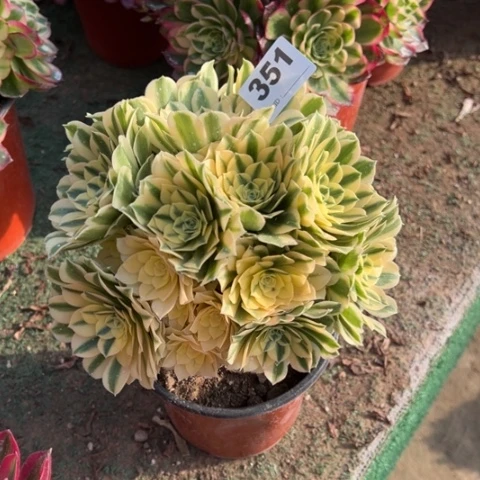 351迈巴赫朵朵多肉