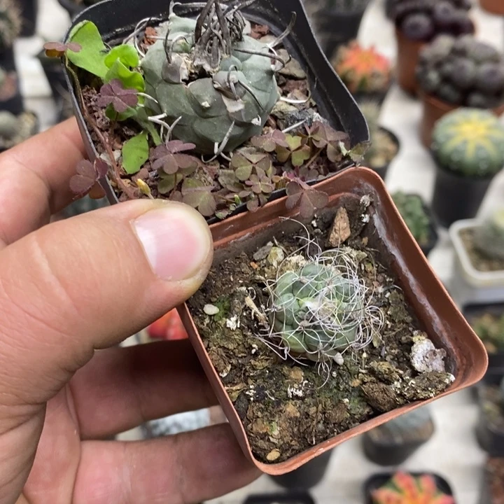 娇丽两颗一颗带疤特价